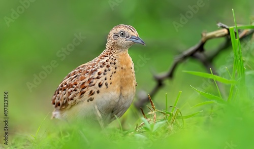 A Small Buttonquail (Turnix sylvaticus) at Nalsarovar Bird Sanctuary, Ahmedabad, Gujarat, India.