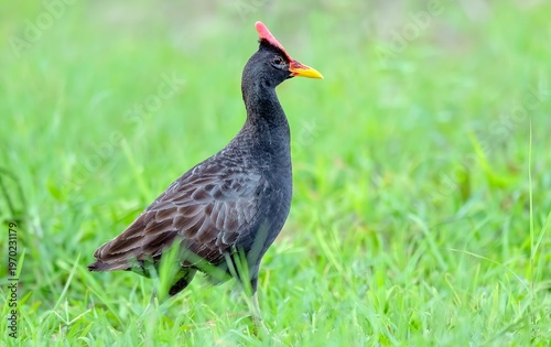 Watercock (Gallicrex cinerea) at Nalsarovar Bird Sanctuary, Ahmedabad, Gujarat, India.