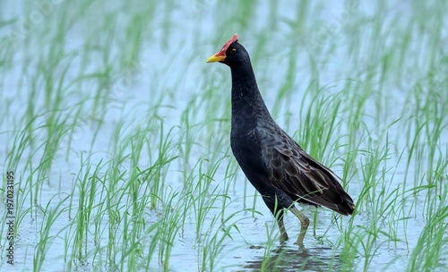 A Watercock (Gallicrex cinerea) in its natural habitat at Nalsarovar Bird Sanctuary, Ahmedabad, India.