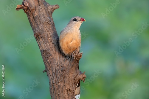 Canvas Print Sirkeer Malkoha (Phaenicophaeus leschenaultii) captured at Nalsarovar Bird Sanctuary in Ahmedabad, India