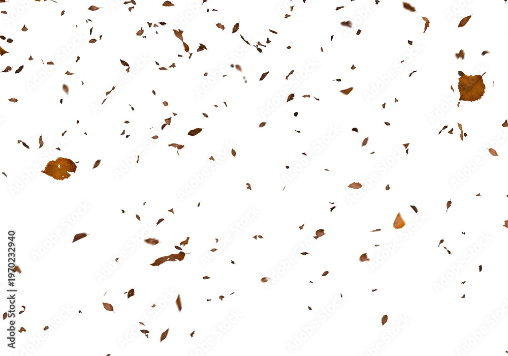 Obraz premium Falling autumn leaves swirl and cascade against a stark completely black background