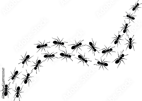 Ant trail vector illustration with marching ants line, insect silhouette path, colony movement and teamwork concept isolated design