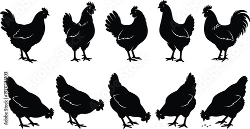 Chicken silhouette vector set, rooster and hen icons, farm bird collection, poultry farming illustration, livestock animals, black bird shapes, isolated chicken, hen.