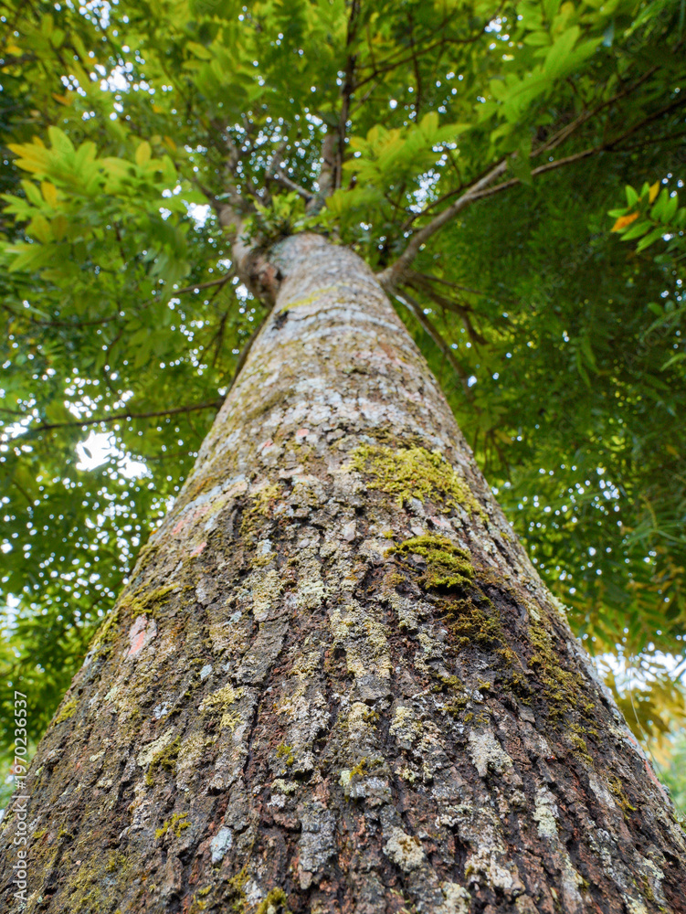 Fototapeta premium A low-angle shot captures the rough, textured trunk of a tall tree extending towards a canopy of green leaves. The perspective emphasizes height and natural texture