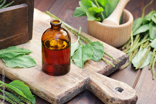 Plantain syrup with fresh flowers and leaves on wooden table, closeup, copy space, green medicine, diet food and drink, floral tea for lung and repiratory health concept