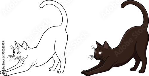 Drawing of a domestic cat stretching its body in a yoga pose, showing outline and colored versions for creative design