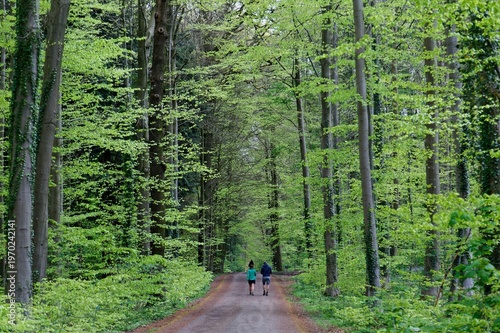 Wallpaper Mural Two people walk down a serene dirt path through the lush green beech forest of Hallerbos, Belgium, where towering slender trees and vibrant spring foliage create a tranquil natural tunnel. Peaceful! Torontodigital.ca