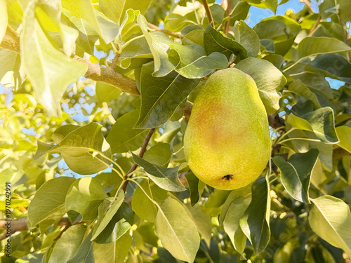 Fresh ripe pear on the pear tree