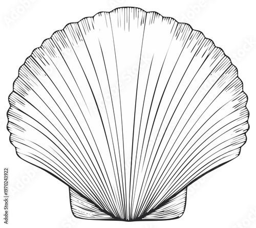Vintage black and white scallop seashell line art illustration, hand-drawn sketch