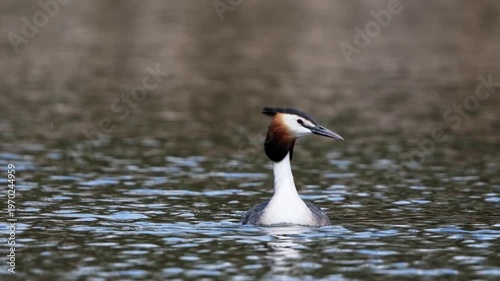 Great crested grebe glides through still water during daytime, showcasing its unique form and colors in a natural environment.