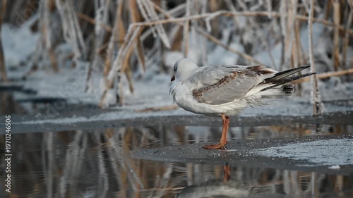 Seagull On Snow Near The Shore