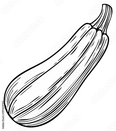 Detailed hand drawn illustration of a fresh zucchini vegetable isolated on a white background.