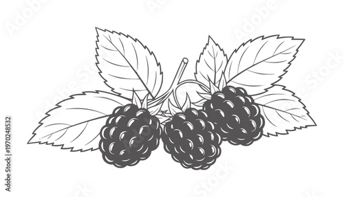 Three dark ripe blackberries with serrated green leaves a white blackberry fruit