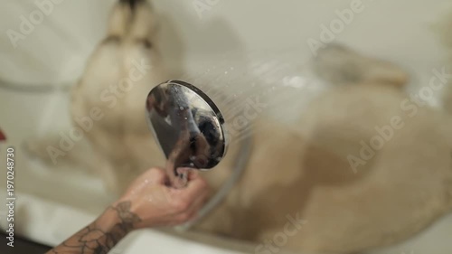 The owner bathes the golden retriever in the bathtub after a walk. A Golden Retriever dog washes in the bathroom after a walk. Golden Retriever dog patiently taking shower in the bathroom after a walk