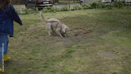 A golden retriever digs a hole in the yard of a residential building. Golden retriever digging a hole, funny video - golden retriever digging a hole. Horizontal video.