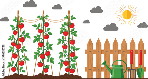 Tomato plants growing on wooden trellises in a home garden with a wooden fence watering can and gardening toolsTomato plants growing on wooden trellises in a home garden with a 
