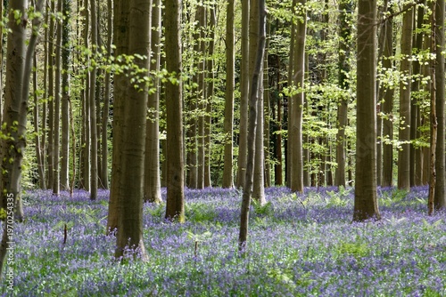 Wallpaper Mural Spring scene of Hallerbos in soft morning light, with  forest floor blanketed by the carpet of bluebell blossoms and sunlight shining through tall beech trees of fresh green foliage, in Halle, Belgium Torontodigital.ca