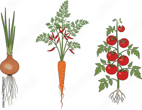 Vegetable plants collection with onion carrot and tomato garden crops botanical agriculture vector illustration set