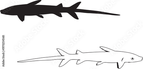 Silhouette of Notopterus chitala fish on white background. Vector illustration