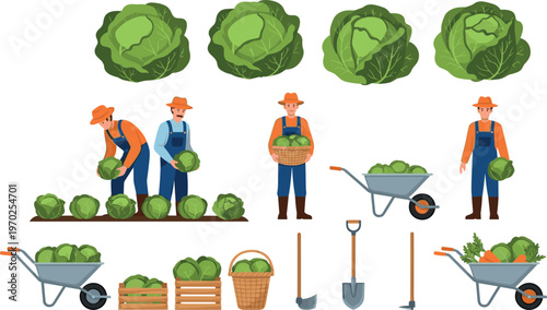 Cabbage farming set vector illustration featuring farmers harvesting vegetables with wheelbarrow tools and fresh organic produce collection