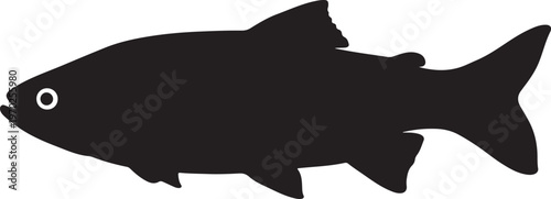 Labeo rohita fish on white background. Vector illustration