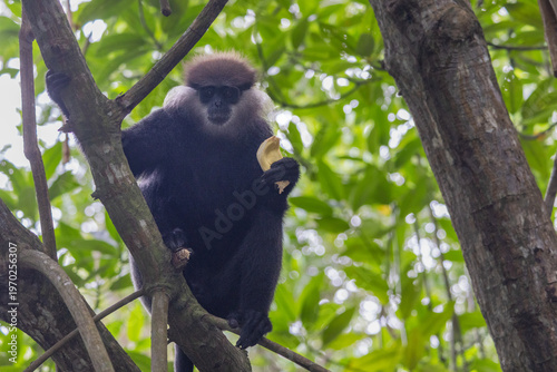 фотографія Purple-faced leaf monkey perched high in a lush tree canopy, peacefully enjoying a banana in a vibrant natural environment