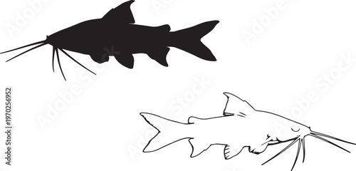 Silhouette of Mystus tengara fish on white background. Vector illustration