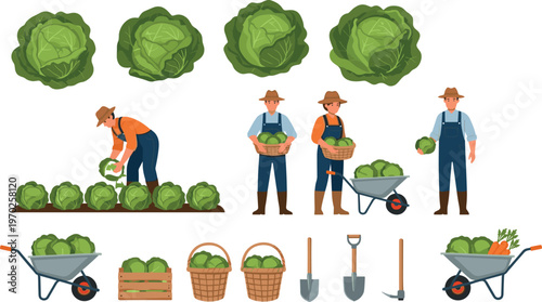Cabbage harvest farming set vector illustration featuring farmers collecting vegetables with tools baskets and wheelbarrow in rural scene