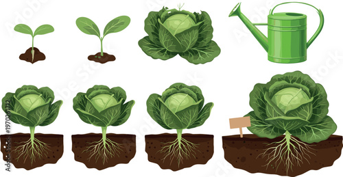 Cabbage plant growth stages vector illustration showing seedling development root system and watering can gardening process isolated