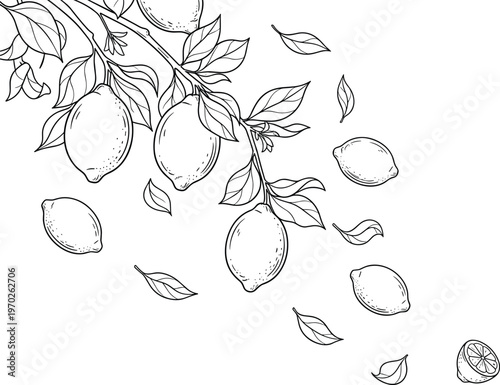Lemon fruit branch vector background with falling citrus fruits and leaves hand drawn line art botanical design for packaging
