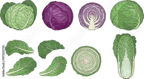 Cabbage preparation and cooking steps vector illustration featuring chopping slicing boiling and serving healthy vegetable dishes