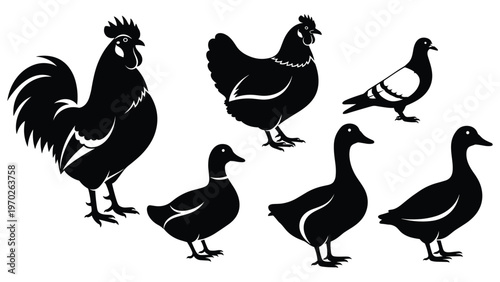 Farm birds silhouette set with rooster hen duck and pigeon icons vector
