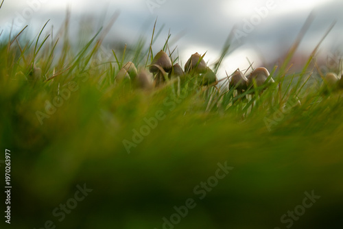 Psilocybe semilanceata liberty cap magic mushrooms in grass ground level