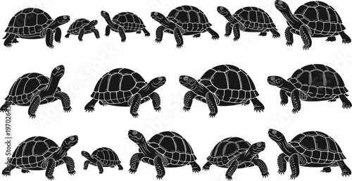 Large collection of tortoise silhouette vector illustrations in various poses isolated on white background for wildlife nature and reptile concepts