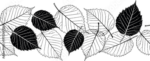 Seamless border of birch tree leaves with elegant black silhouettes and detailed vein line art skeletons for organic nature framing hand drawn vector illustration art