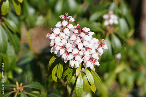 Close up white flowers of Pieris (Pieris japonica). Heath, heather family (Ericaceae). Flowering in spring. March, Netherlands