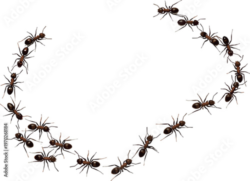 Ant circle formation vector illustration with crawling insects arranged in round shape, teamwork concept and colony movement isolated design