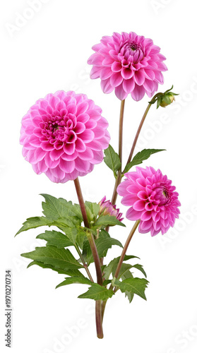 Vibrant pink dahlia flowers blooming gracefully on green stems with fresh leaves, isolated on a transparent background.