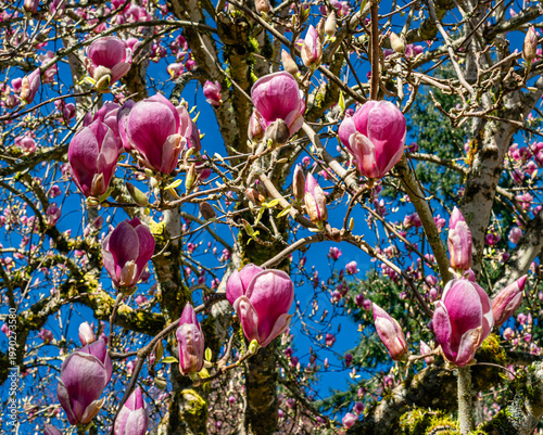 Tulip Tree Close-up