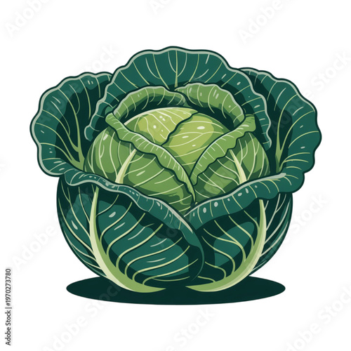 Green cabbage vegetable cartoon food leafy vector illustration