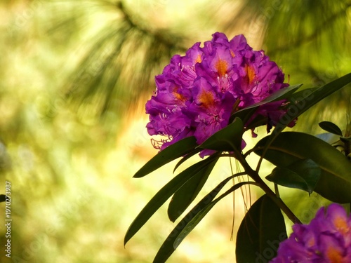 Slika na platnu Rhododendron Marcel Menard in full bloom showcasing deep violet flowers and lush green foliage