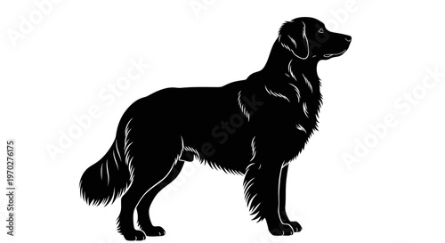 Black Silhouette of a Majestic Golden Retriever Dog Standing Gracefully.