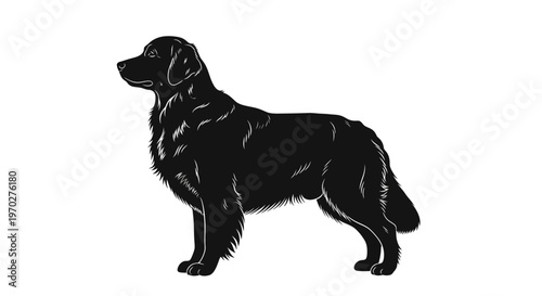 Black Silhouette of a Majestic Golden Retriever Dog Standing Proudly.