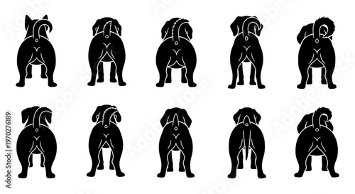Collection of various dog breeds seen from behind, showcasing their unique tails and hindquarters.