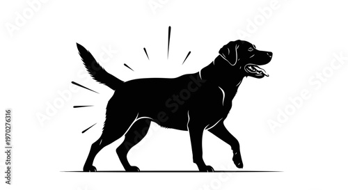 Black Labrador Retriever dog walking with wagging tail.