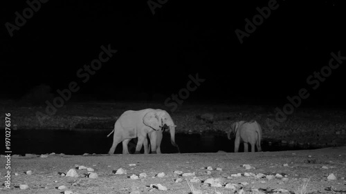 African elephants at a waterhole at night in Etosha National Park, Namibia (Loxodonta africana)