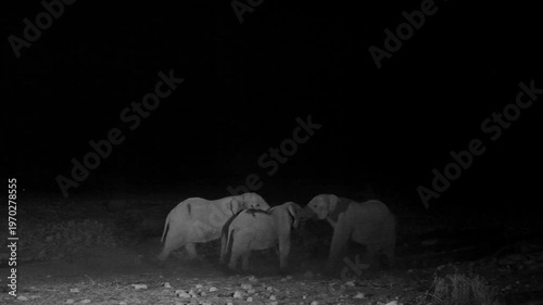 African elephants at a waterhole at night in Etosha National Park, Namibia (Loxodonta africana)