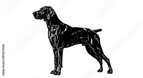 Elegant Black Dog Standing Proudly on White Background.