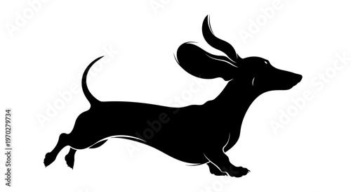 Silhouette of a playful dachshund dog with floppy ears running.