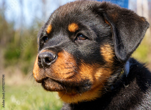 Rottweiler puppy closeup in sunlit scenery. Eyes wide, cure face. Sunbeam highlights fur. Green field stretches behind still dog. Perfect for pet, outdoor